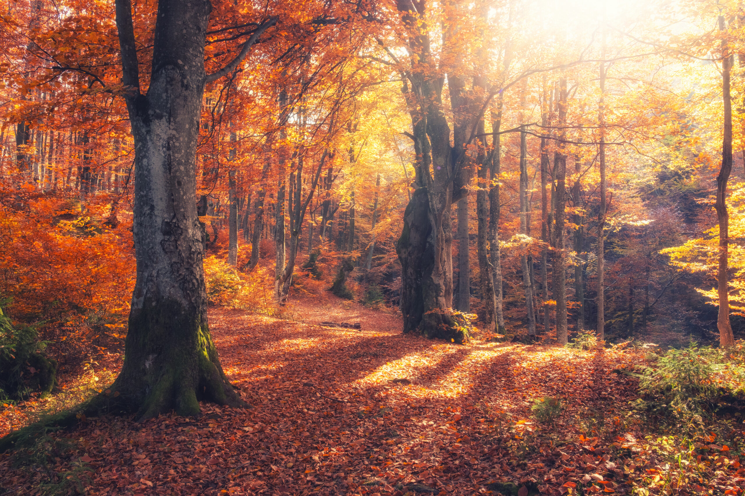 Autumn,Forest,Nature.,Vivid,Morning,In,Colorful,Forest,With,Sun